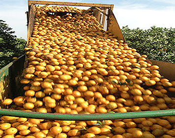 源于自然的果胶